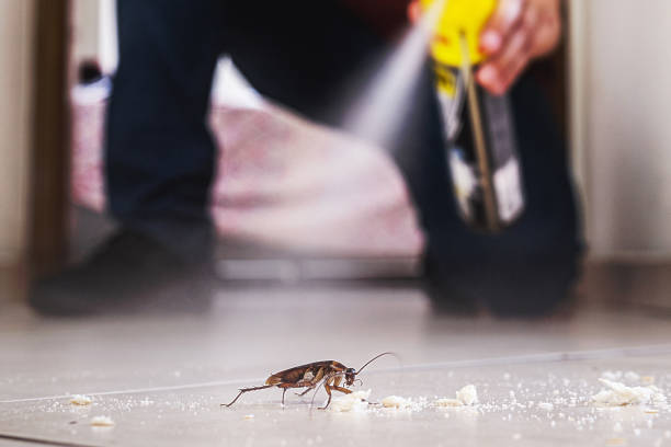 Best Flea Control Services  in Rupert, WV